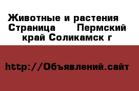  Животные и растения - Страница 30 . Пермский край,Соликамск г.